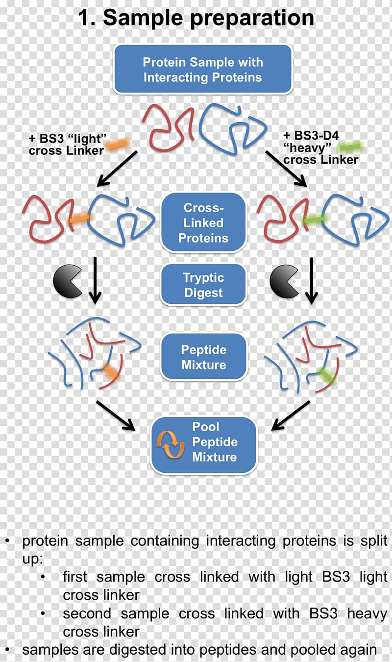 Cross-link Mass spectrometry Interactome Protein Immunoprecipitation, others transparent background PNG clipart