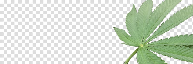 Cannabis Hemp Arnold Cannabidiol, pot leaf transparent background PNG clipart