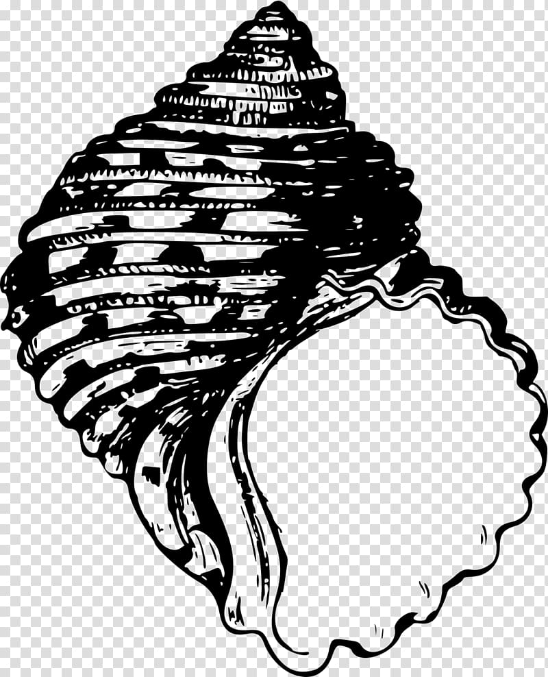 Seashell Mollusc shell Bivalvia , seashell transparent background PNG clipart