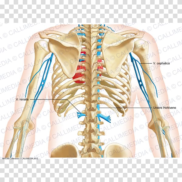 Thorax Vein Neck Anatomy Artery, abdomen anatomy transparent background PNG clipart