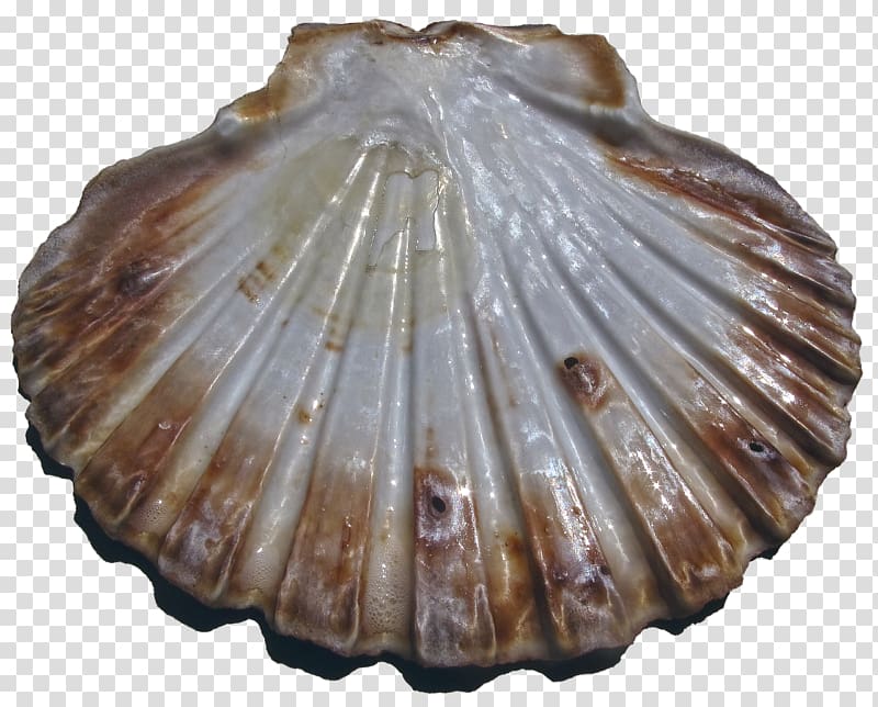 Cockle Seashell Bivalvia Pecten jacobaeus Great scallop, seashell transparent background PNG clipart
