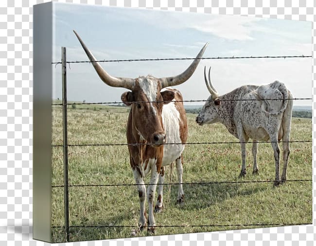 Texas Longhorn English Longhorn Ox Live Bull, Longhorn transparent background PNG clipart