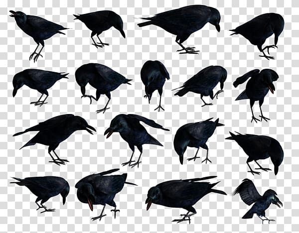 American crow Rook Common raven , others transparent background PNG clipart