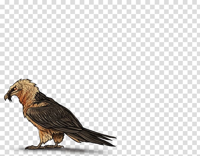 Eagle Bird Egyptian vulture Bearded vulture, eagle transparent background PNG clipart