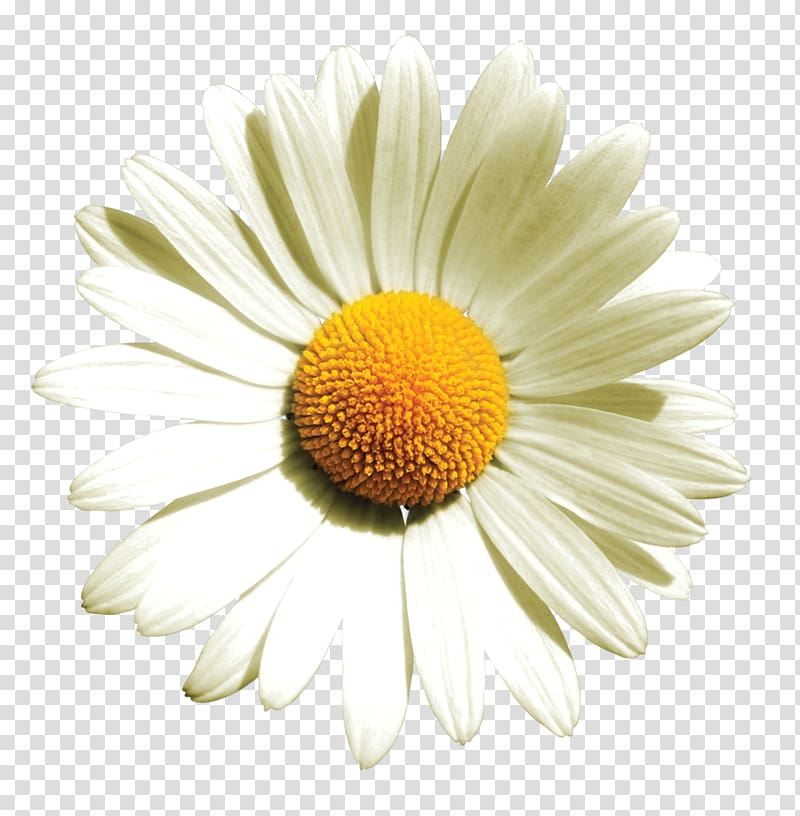 German chamomile Flower Oxeye daisy Roman chamomile, chamomile transparent background PNG clipart