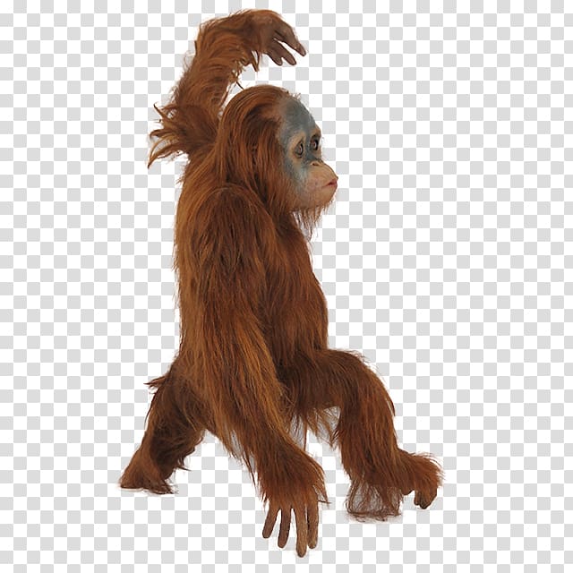 Orangutan Icon, Orangutan transparent background PNG clipart