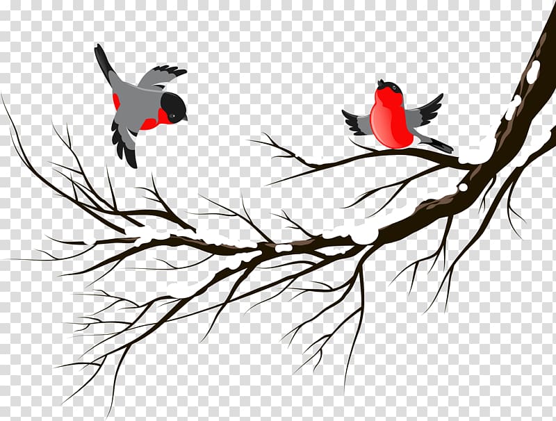 Bird European robin Winter , birds transparent background PNG clipart