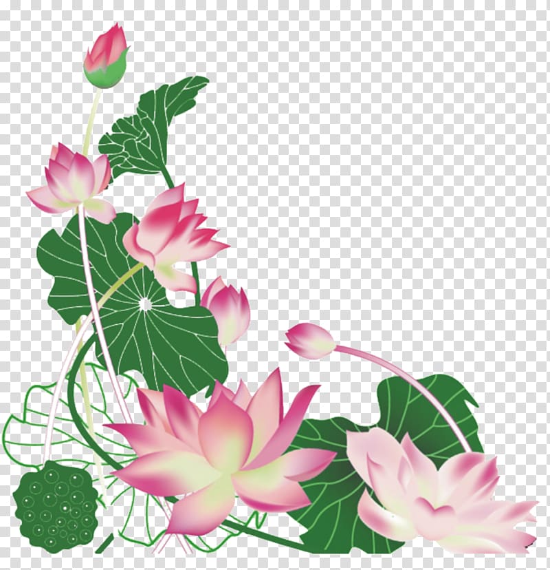 Nelumbo nucifera Euclidean , Hand colored lotus transparent background PNG clipart
