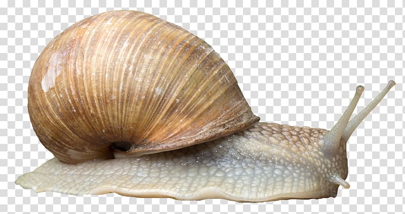 snail , Snail Orthogastropoda, Snail transparent background PNG clipart
