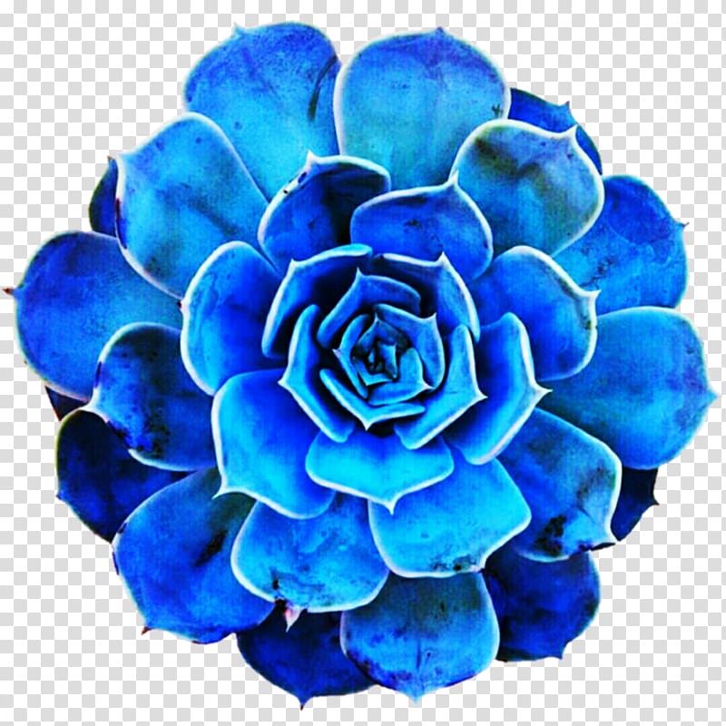 Blue rose Blue rose Cobalt blue Turquoise, suculent transparent background PNG clipart