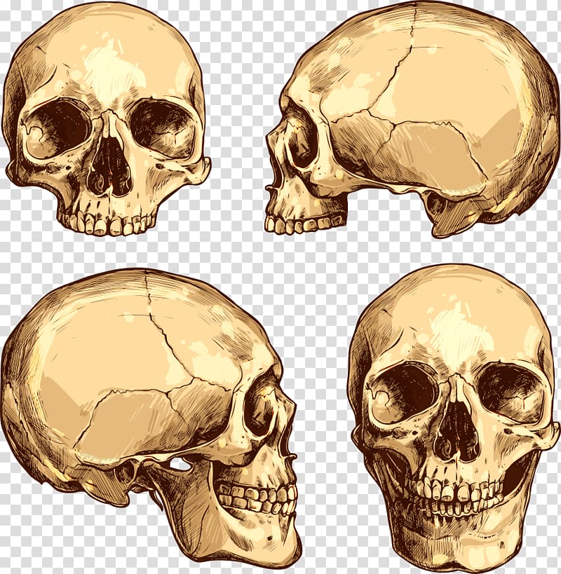 four skull illustration, Skull Drawing Illustration, horror skull transparent background PNG clipart