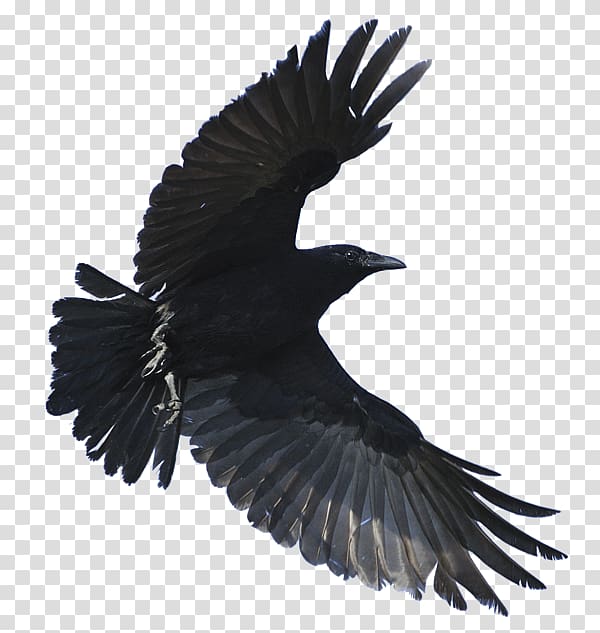 low angle of flying crow, American crow Hooded crow Fish crow Common raven Bird, crow transparent background PNG clipart