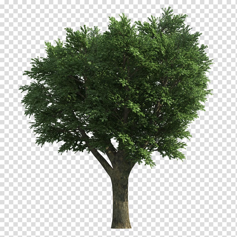 Tree Ash , tree transparent background PNG clipart