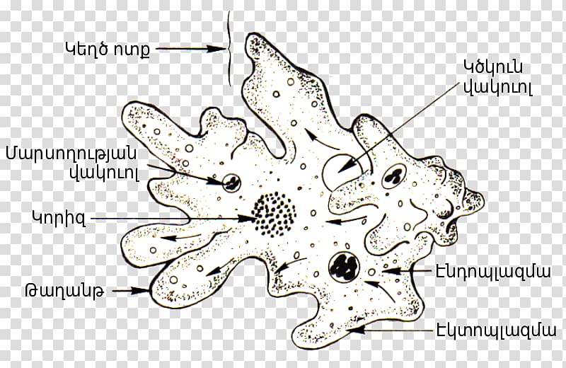 Amoeba proteus Diagram Cell Protist, Hy transparent background PNG clipart