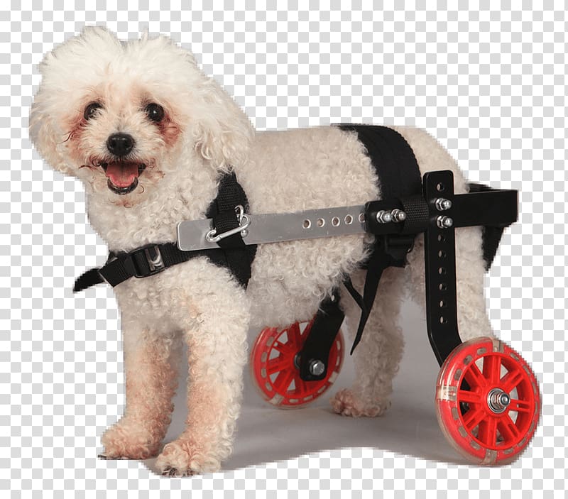 Schnoodle Wheelchair Puppy Dog breed Companion dog, wheelchair transparent background PNG clipart