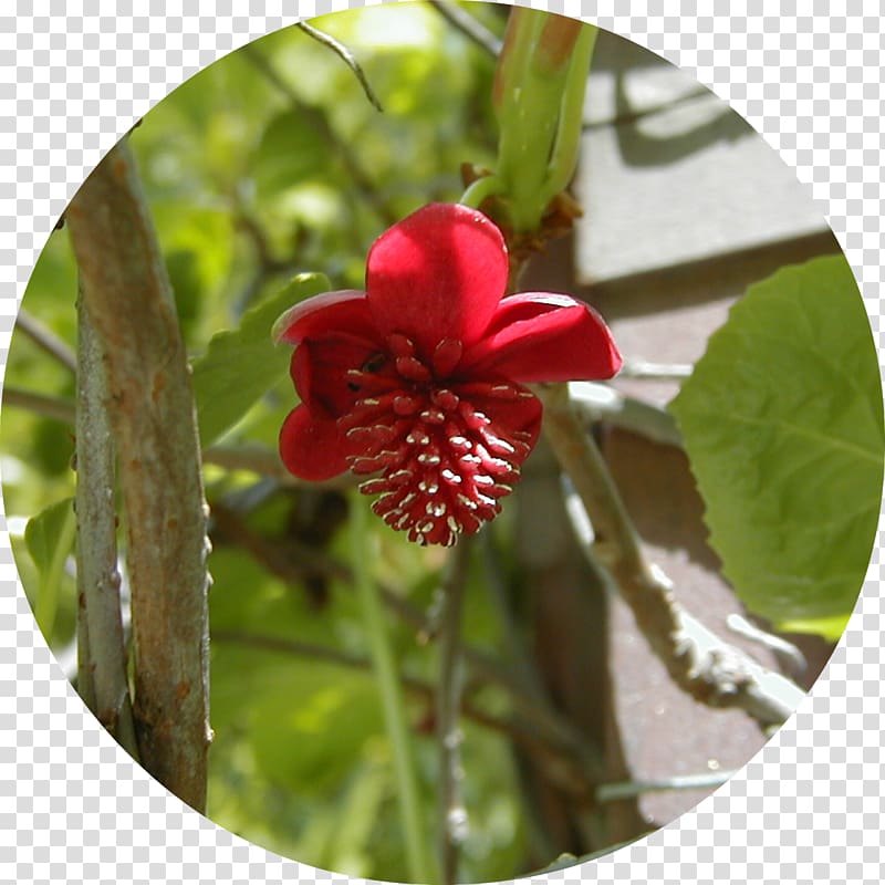 Five-flavor berry Plant Dicotyledon Vine Schisandra rubriflora, plant transparent background PNG clipart