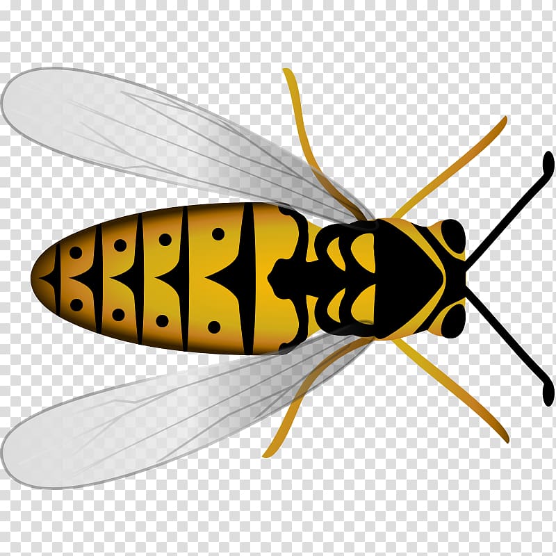 Western honey bee Hornet Beehive, bee transparent background PNG clipart