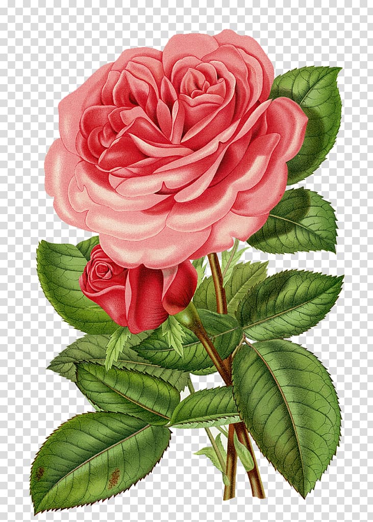 Rose Flower , rose transparent background PNG clipart