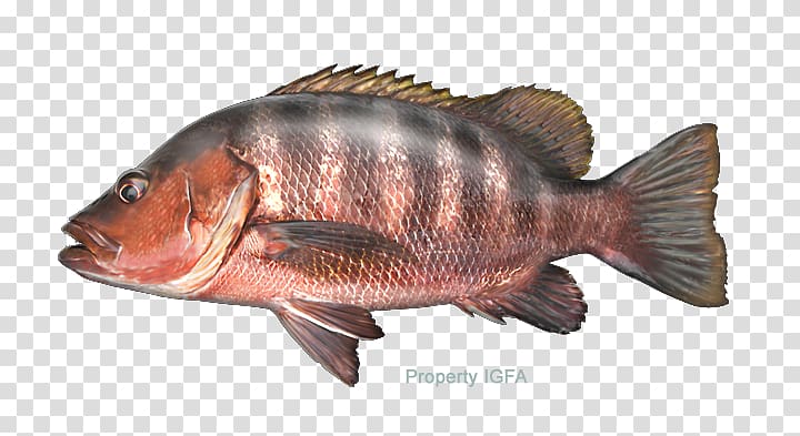 Tilapia Largemouth bass Freshwater fish Snapper, fish transparent background PNG clipart