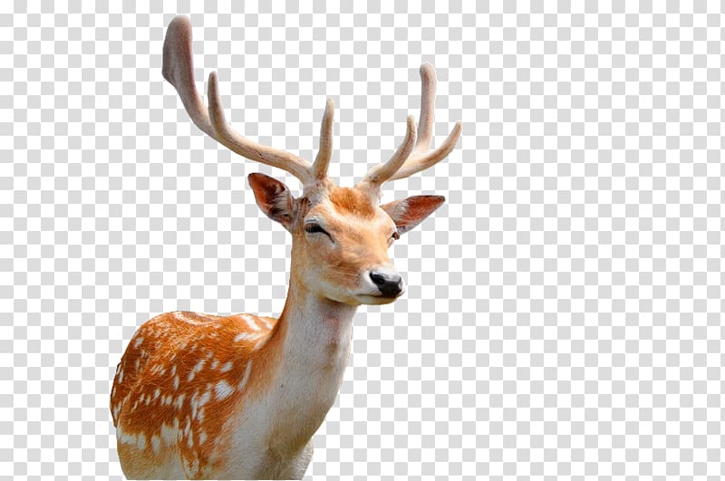 High Efficiency Video Coding Deer Android 64-bit computing Amlogic, Sika deer face closeup transparent background PNG clipart