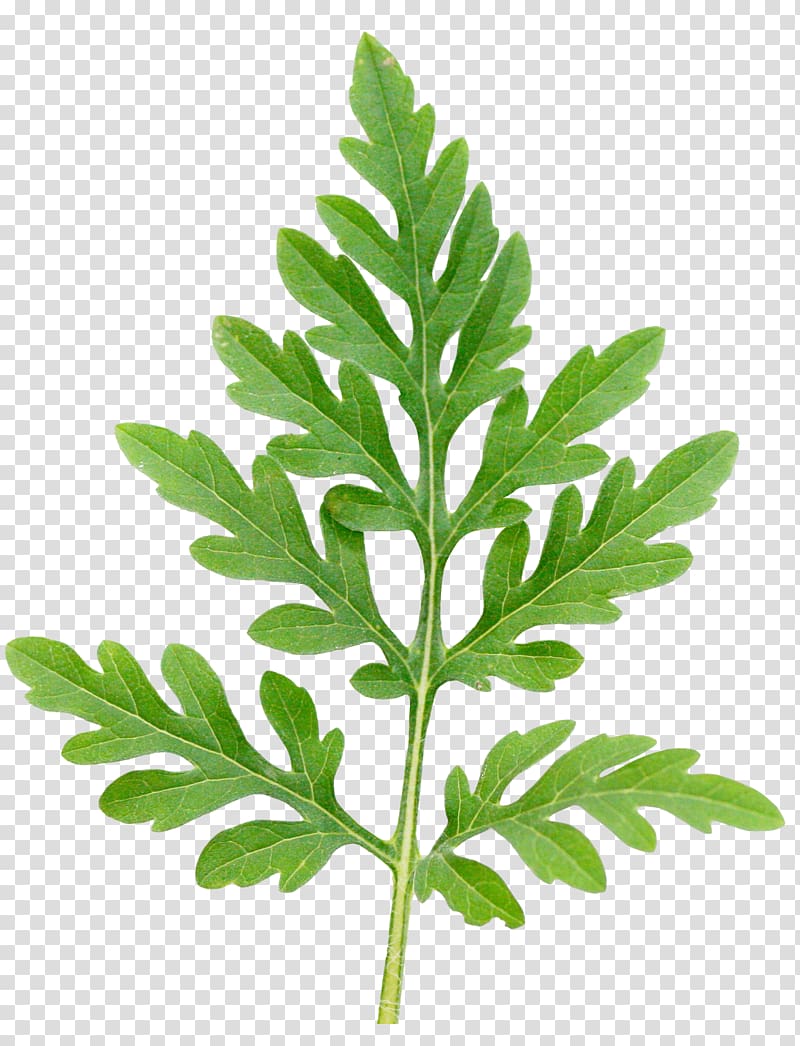 Annual ragweed Leaf Ambrosia trifida Ambrosia ambrosioides Annual plant, Leaf transparent background PNG clipart
