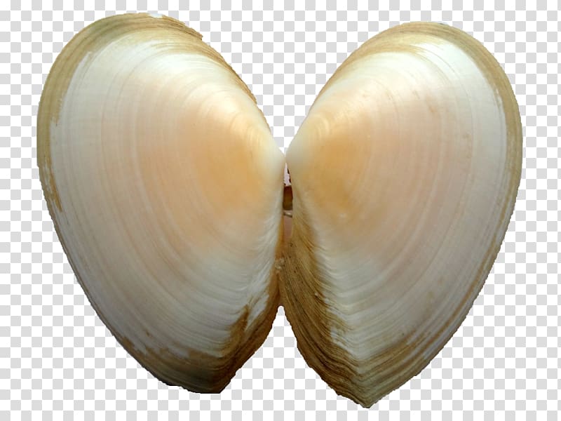 Cockle Clam Veneroida Tellinidae Conchology, seashell transparent background PNG clipart