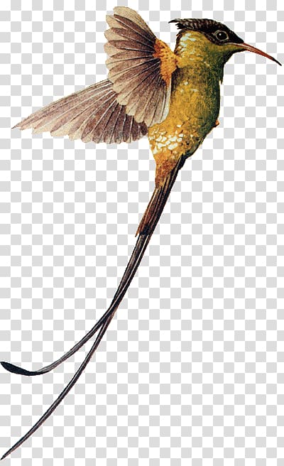 Hummingbird Red-billed streamertail Beak, Bird transparent background PNG clipart