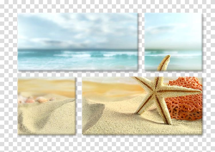 Beach Desktop Shore Starfish Seashell, beach transparent background PNG clipart