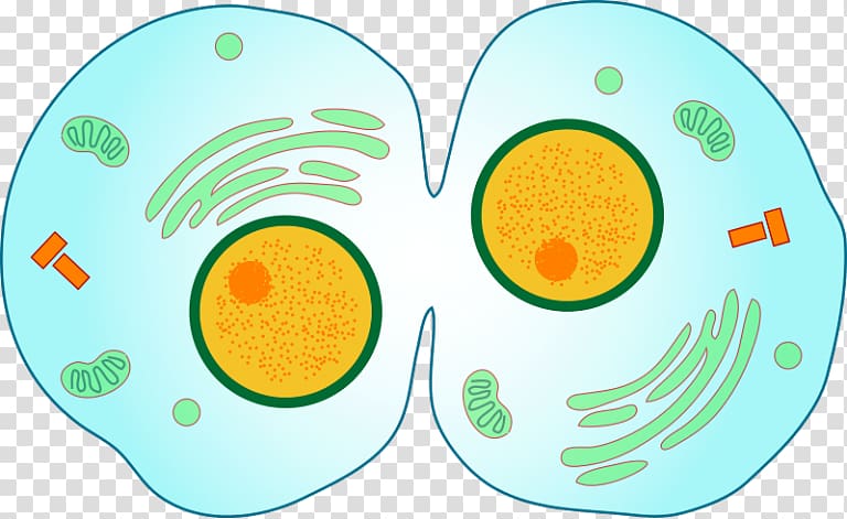 Mitosis Cytokinesis Cell division Prophase, others transparent background PNG clipart