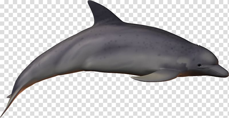 Striped dolphin Common bottlenose dolphin Short-beaked common dolphin Rough-toothed dolphin Wholphin, Dolphin transparent background PNG clipart