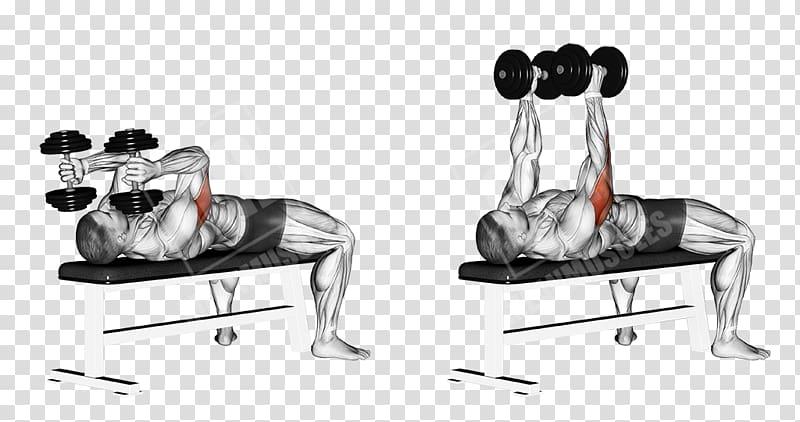 Lying triceps extensions Dumbbell Exercise Triceps brachii muscle Biceps curl, dumbbell transparent background PNG clipart