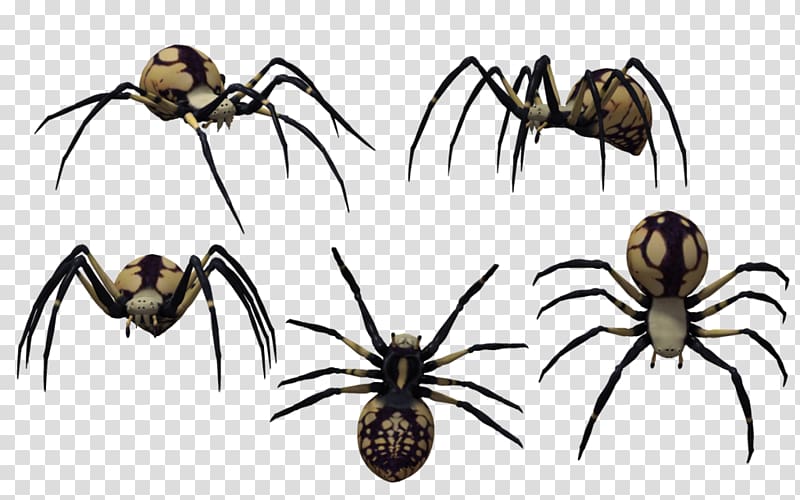 Spider Latrodectus tredecimguttatus Drawing , Black Widow Spider Art transparent background PNG clipart