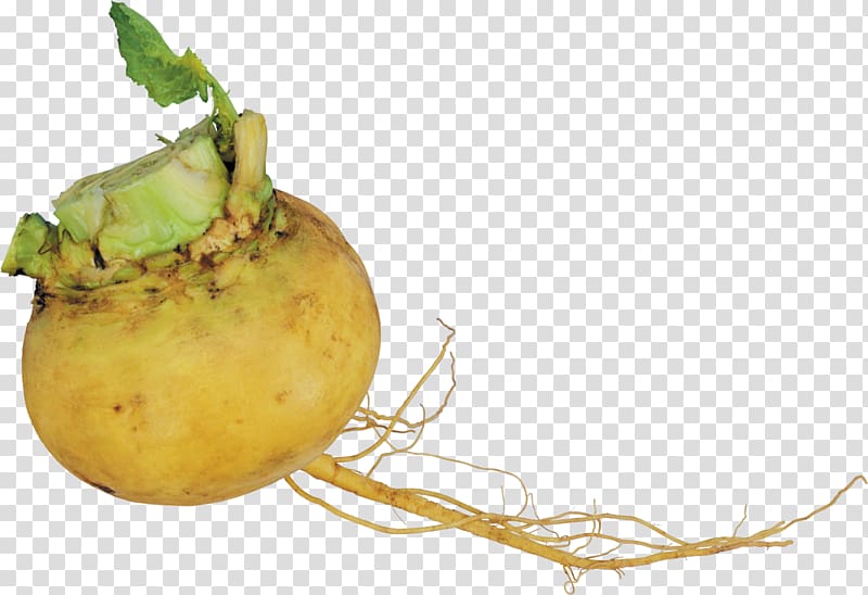 Turnip Garden radish Root Vegetables, Celery transparent background PNG clipart