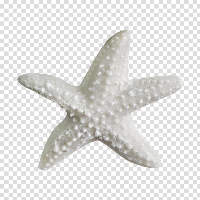 Sea Drawing Starfish Organism , sea shells transparent background PNG clipart