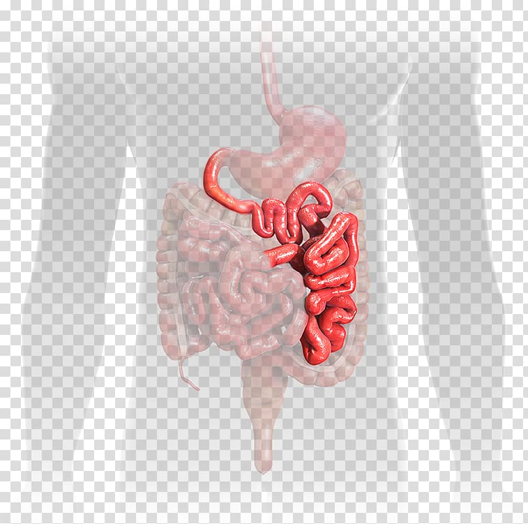 Jejunum Small intestine Duodenum Gastrointestinal tract Ileum, intestine transparent background PNG clipart