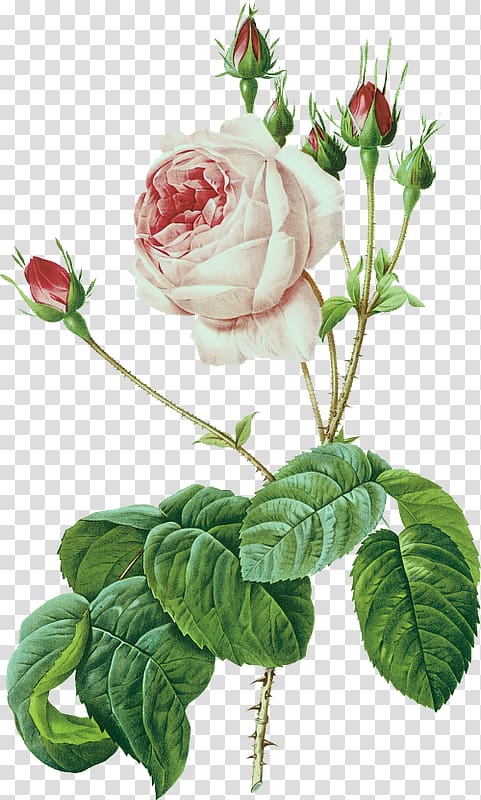 Les roses Botany Printing, painting transparent background PNG clipart