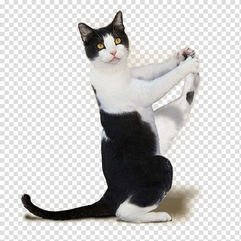 white and black cat holding its foot, Yoga Cats: The Purrfect Workout Kitten Yoga Dogs, Kitten material map material transparent background PNG clipart