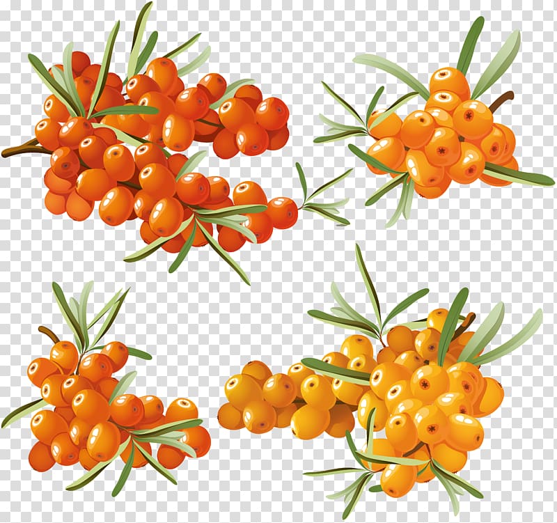 Fruit Seaberry , Sea buckthorn transparent background PNG clipart