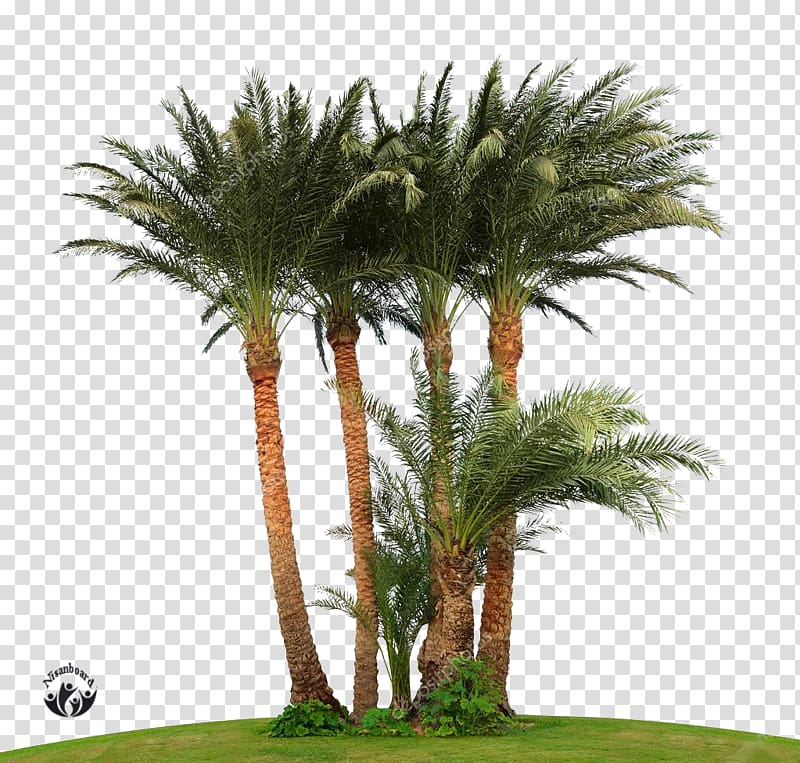 Attalea speciosa Arecaceae Tree Asian palmyra palm Date palm, tree transparent background PNG clipart
