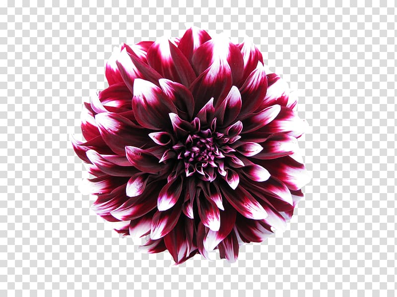 Dahlia resolution , Dahlia (Boston Globe-Horn Book Honors transparent background PNG clipart