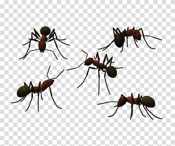 Ant , Tatu long antennae ants transparent background PNG clipart