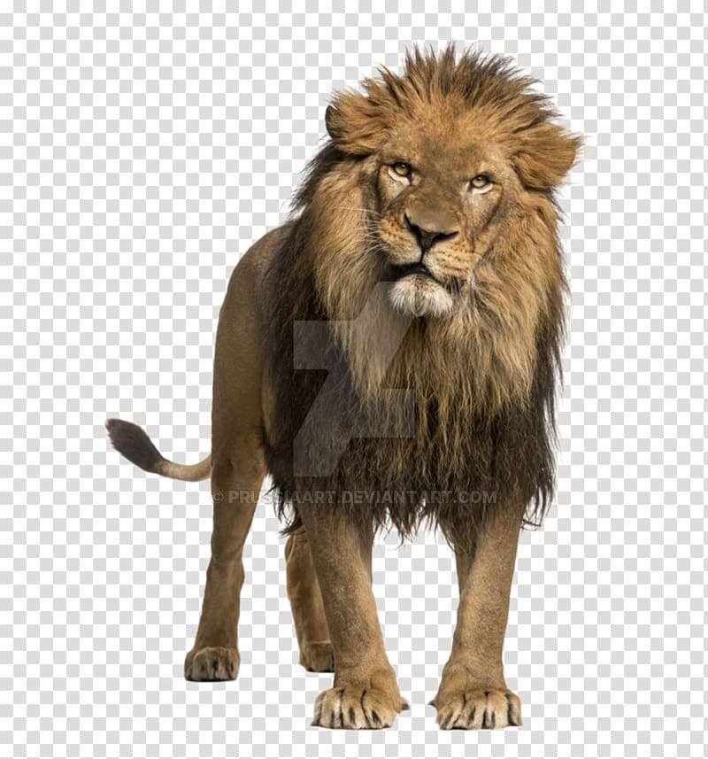 Leopard African Lion Roar White lion, lion drawing transparent background PNG clipart