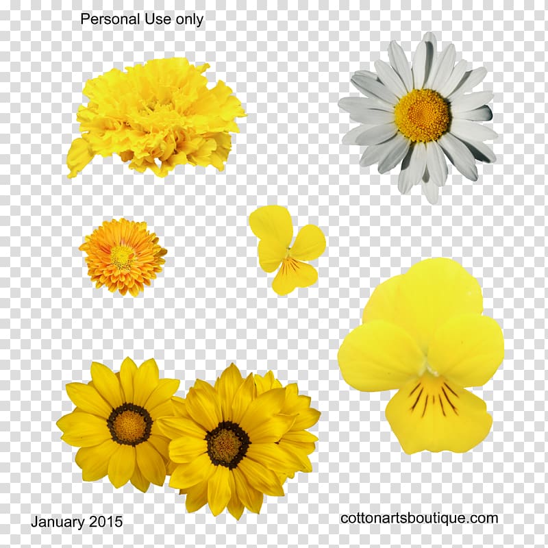 Cut flowers Yellow Gossypium herbaceum Cotton, yellow flowers transparent background PNG clipart
