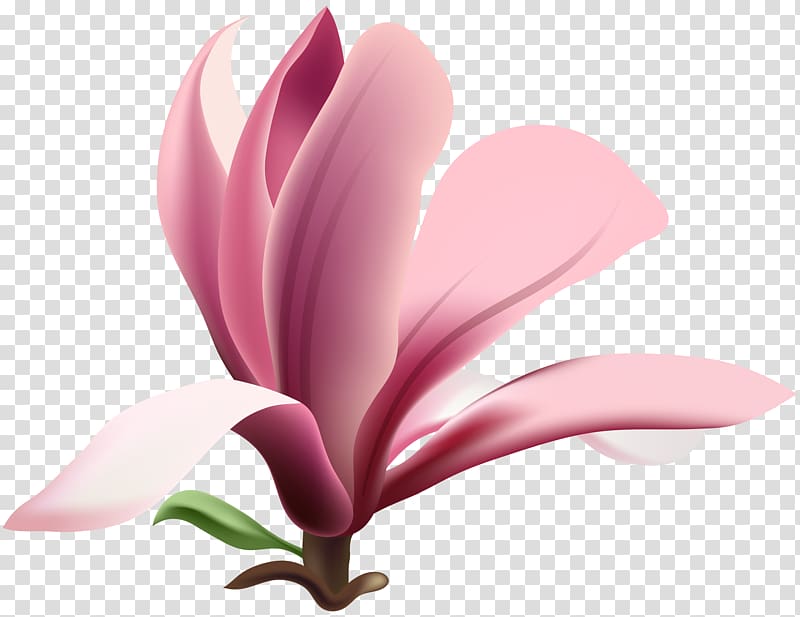 pink petaled flower, Southern magnolia , Magnolia transparent background PNG clipart