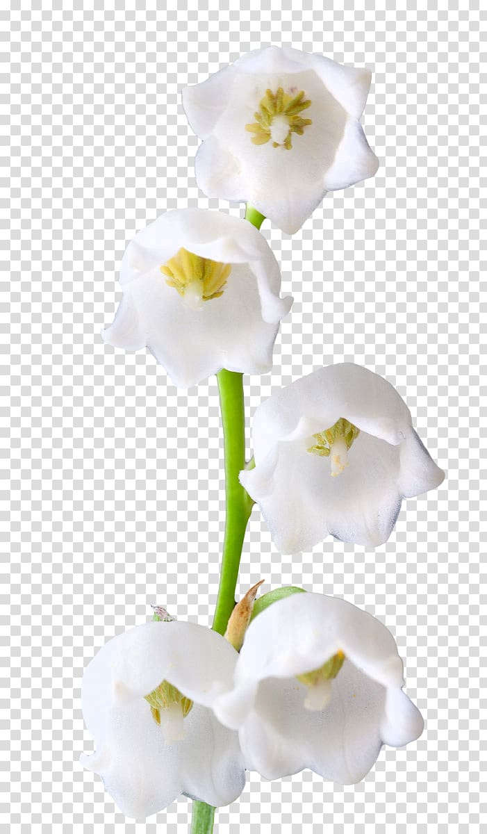 Lily of the valley Lilium candidum Flower , lily of the valley transparent background PNG clipart