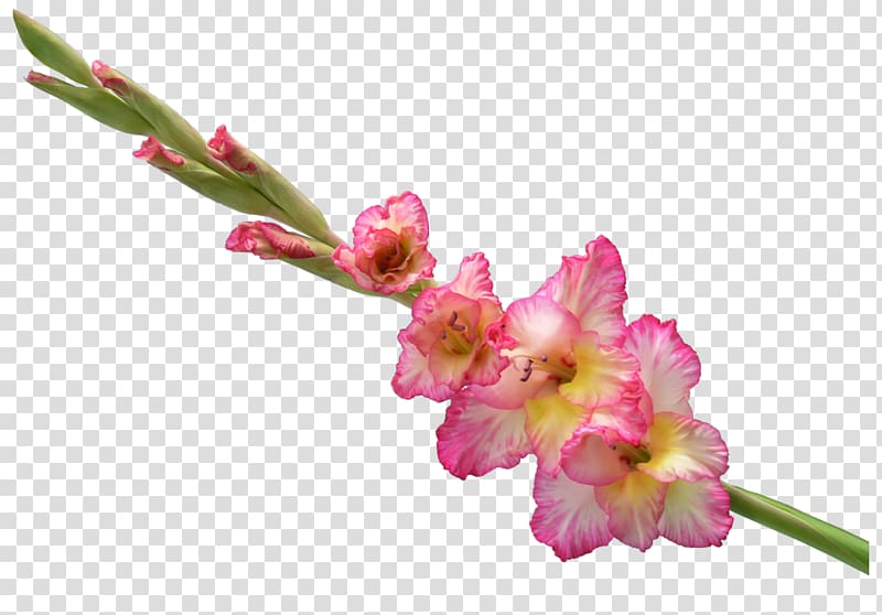 Gladiolus Cut flowers GIF, gladiolus transparent background PNG clipart