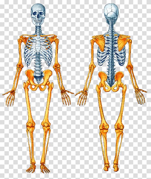 Axial skeleton Human skeleton Appendicular skeleton Bone Human body, Skeleton transparent background PNG clipart
