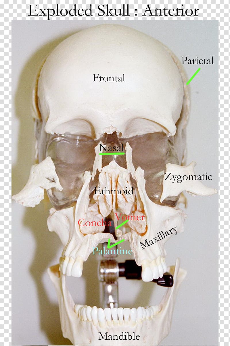 Skull Human skeleton Bone Axial skeleton Frontal sinus, skull transparent background PNG clipart