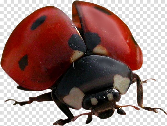 Ladybird beetle Rhinoceros beetles Seven-spot ladybird, beetle transparent background PNG clipart