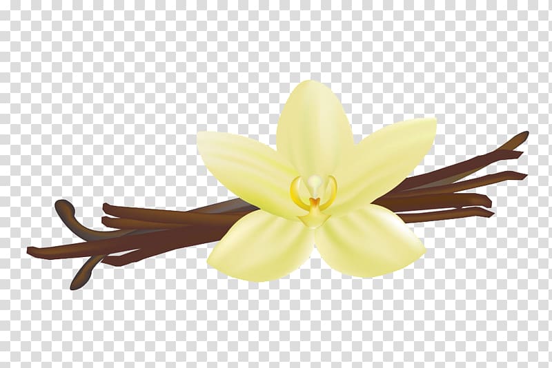 Flat-leaved vanilla , Vanilla white transparent background PNG clipart
